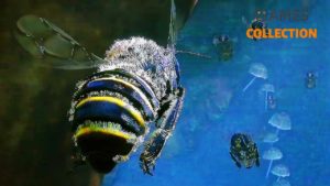 Bee Simulator (PS4)